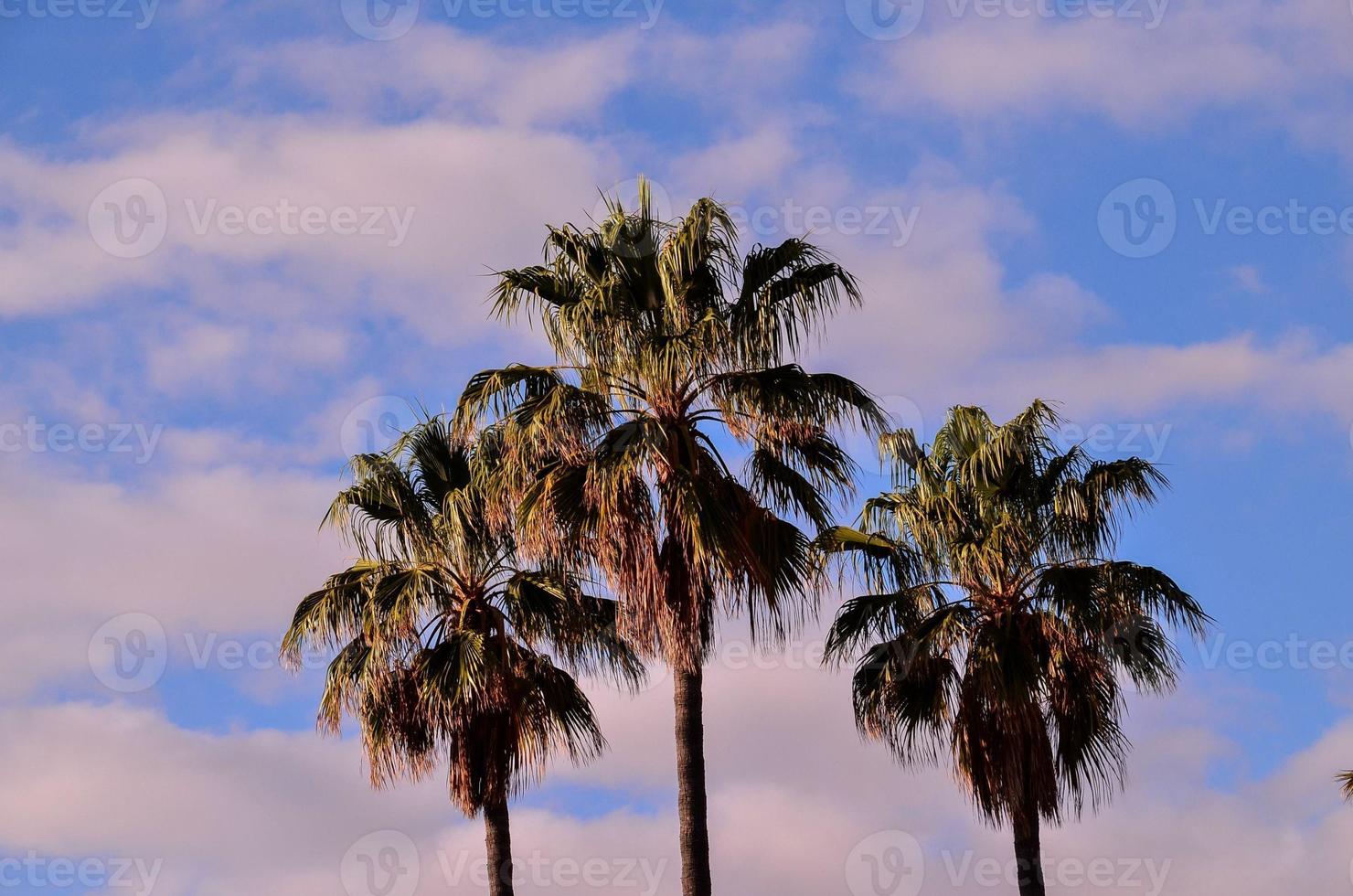 Tall palm trees photo