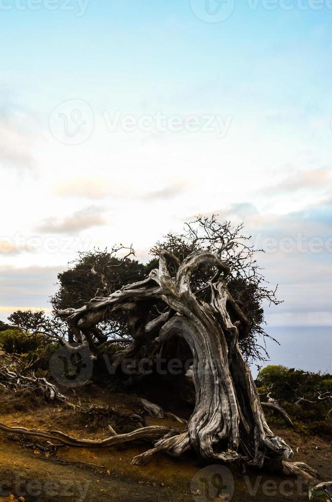 retorcido árbol maletero foto