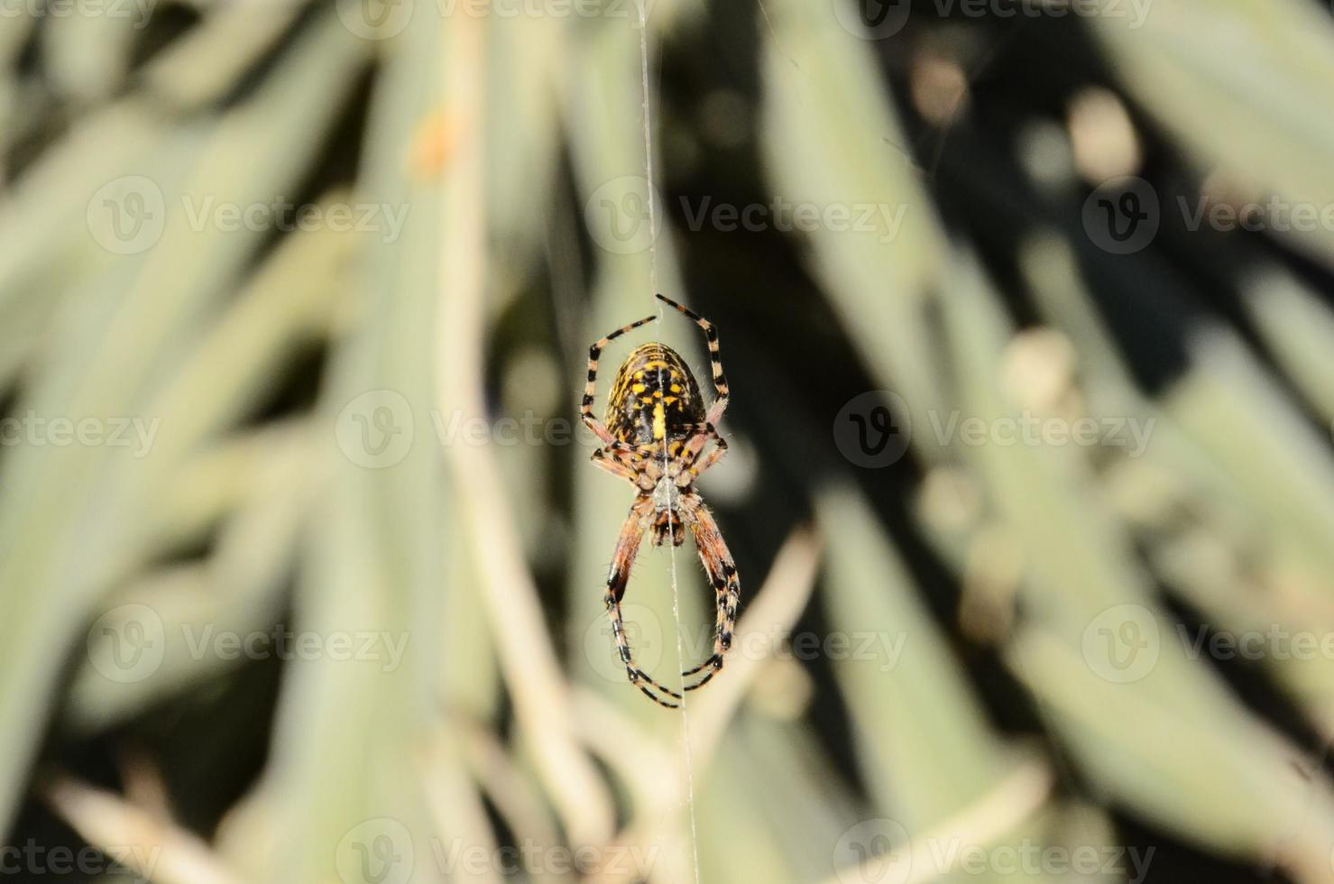 Spider on the web photo