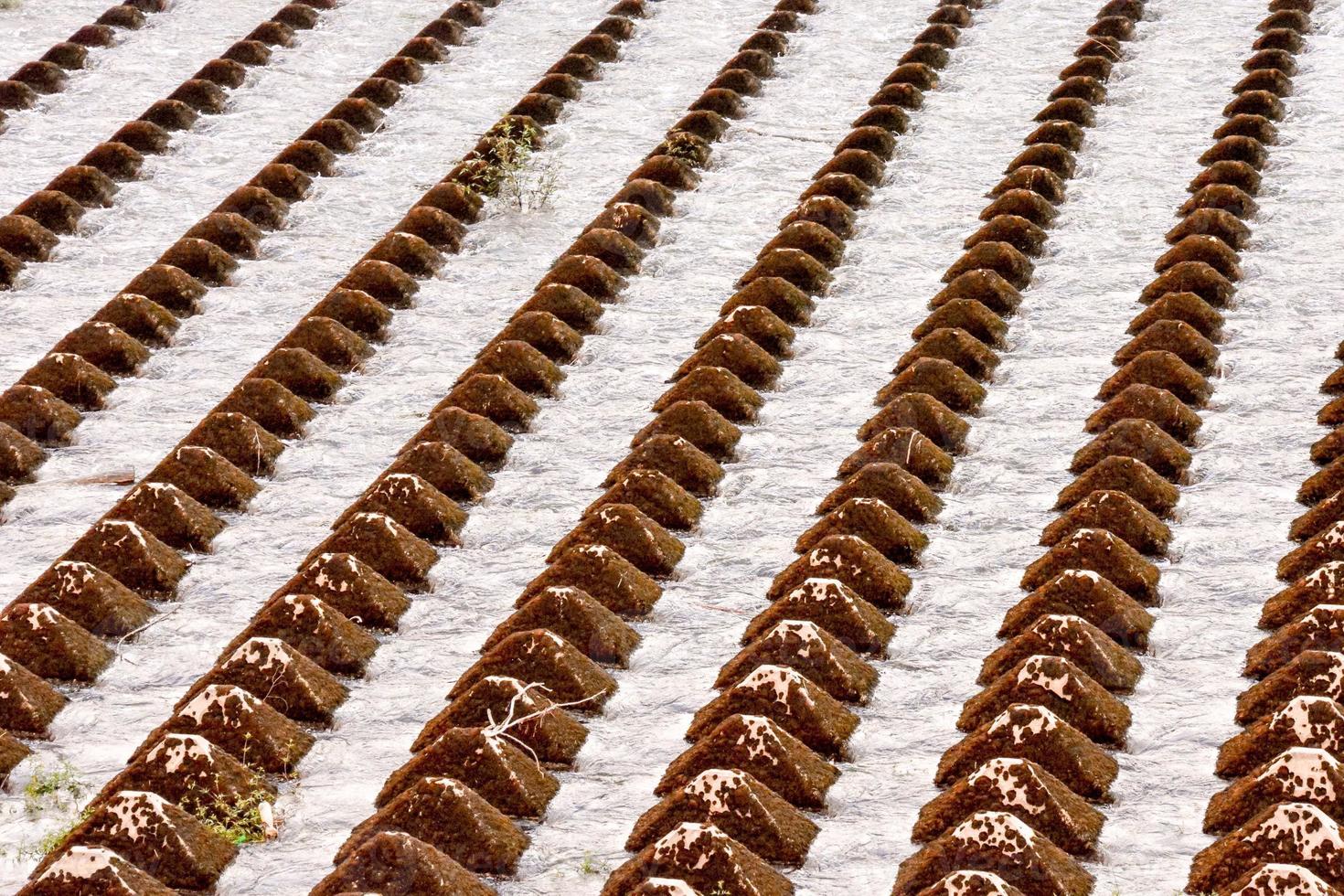 Field for growing crops photo