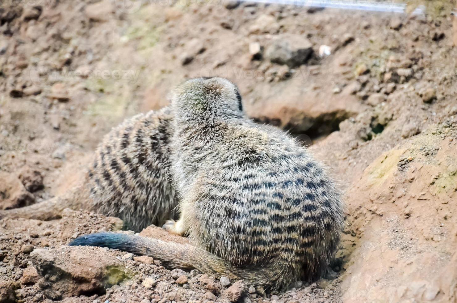 Meerkats at the zoo photo