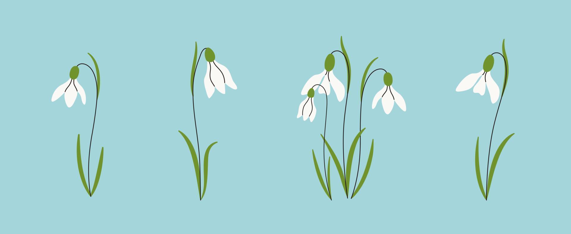 Set of snowdrops flowers. Spring wildflower. Beautiful nature herb. Blossom plant. Holiday floral decor. Hand drawn vector illustration.
