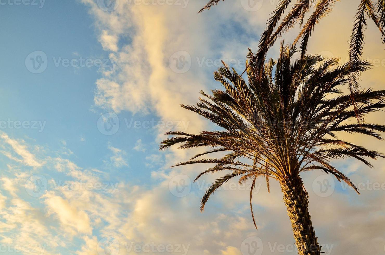 Tropical palm trees photo