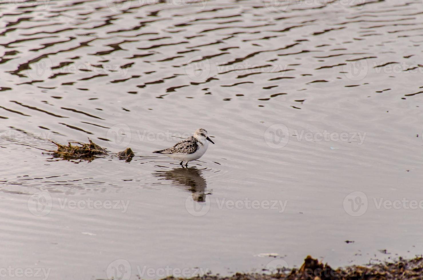 Plover bird in the pond photo