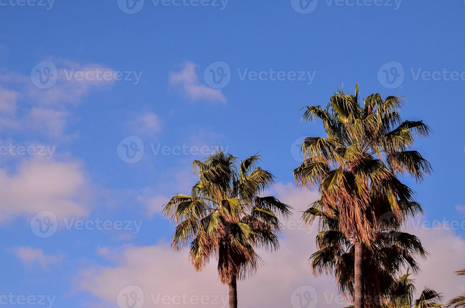 Tropical palm trees photo