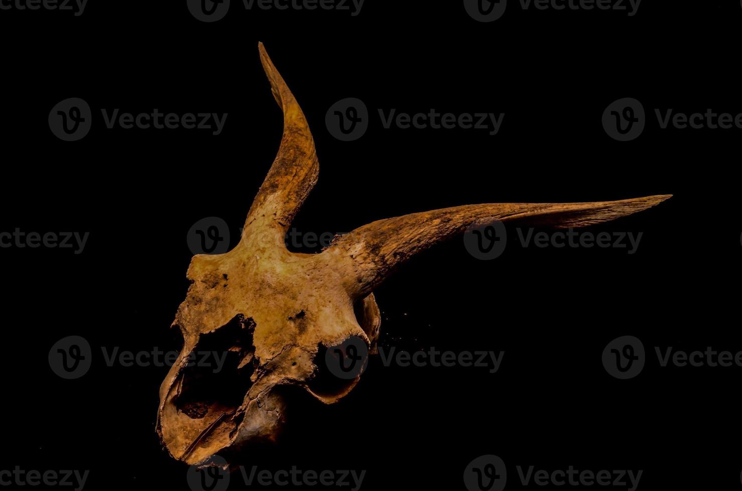 Horned ram skull photo