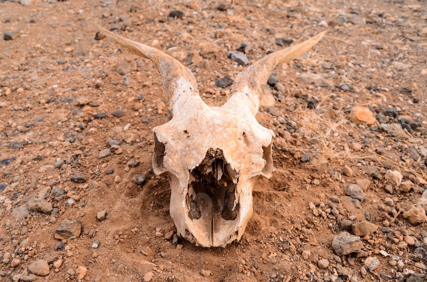 Horned ram skull photo