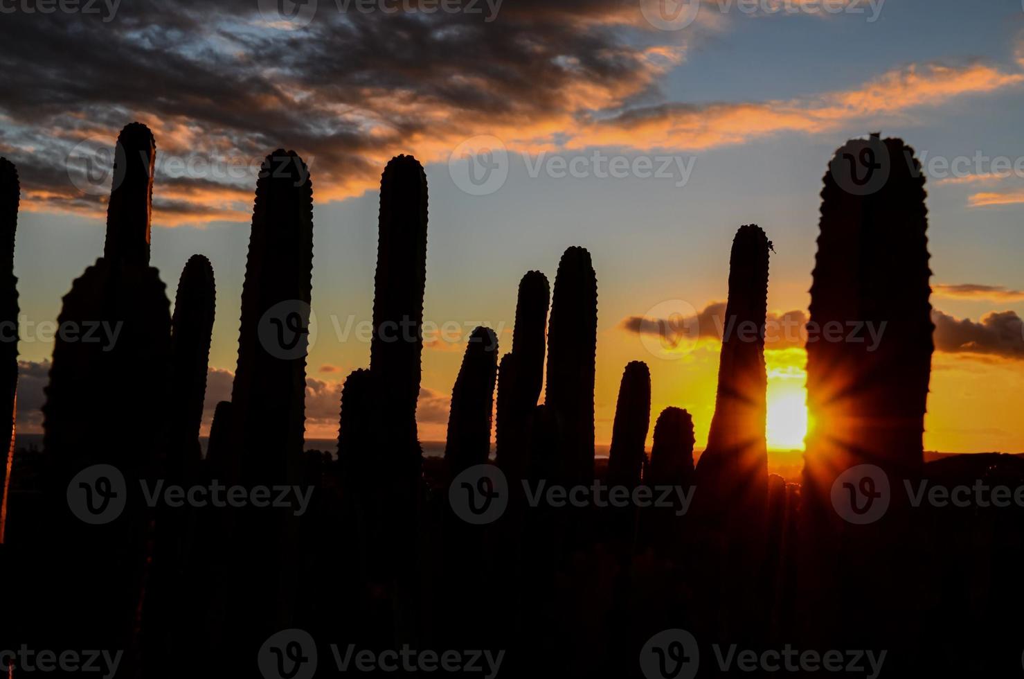 Cacti in the desert with sunset photo
