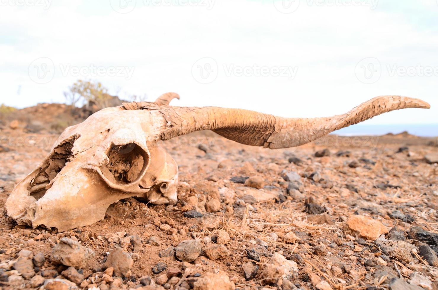 RAM cráneo en el Desierto foto