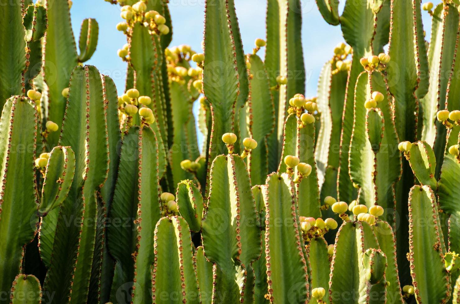 Group of cacti plants 21587550 Stock Photo at Vecteezy