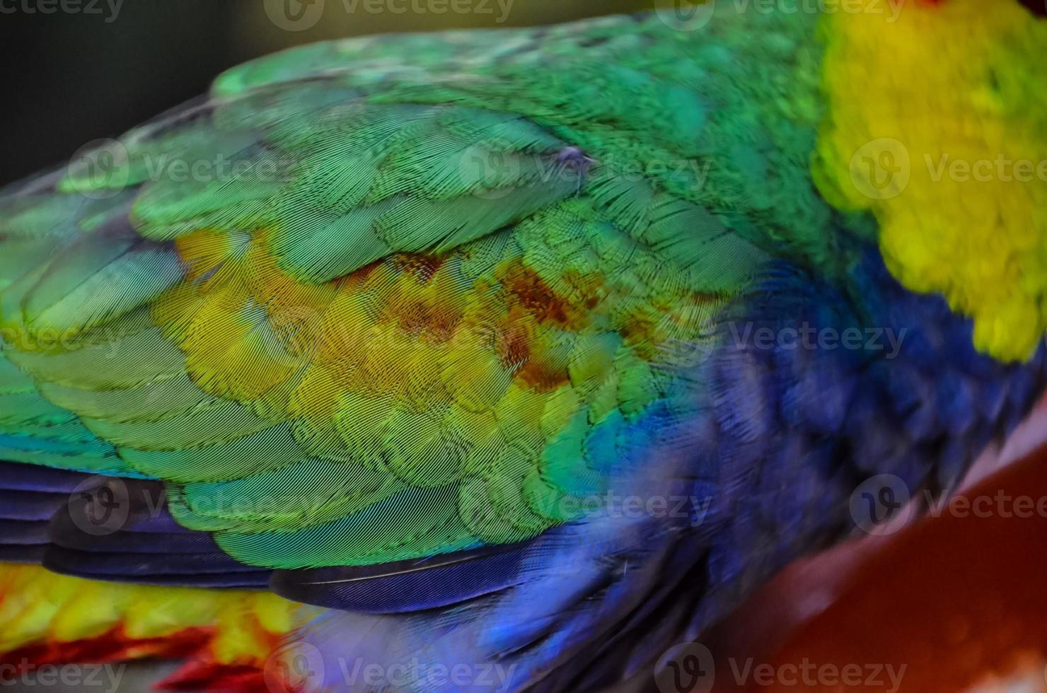 Beautiful bird close-up photo