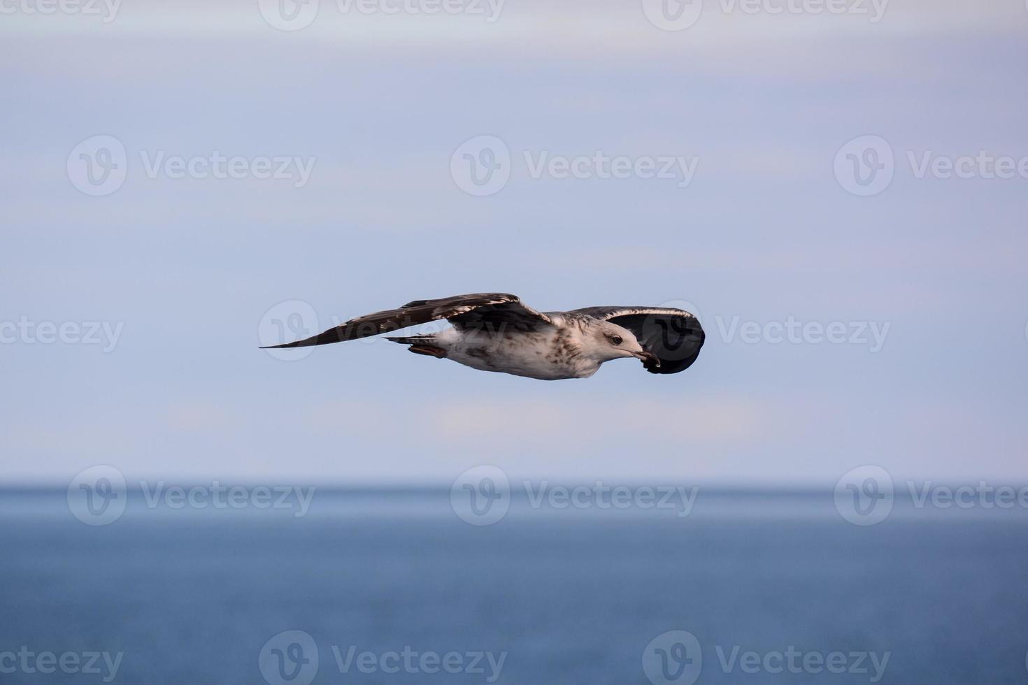 Seagull flying in the sky photo