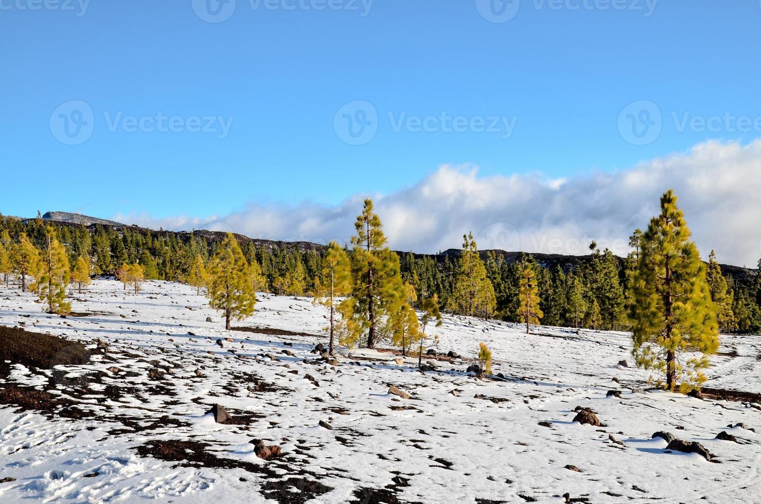 escénico bosque paisaje foto