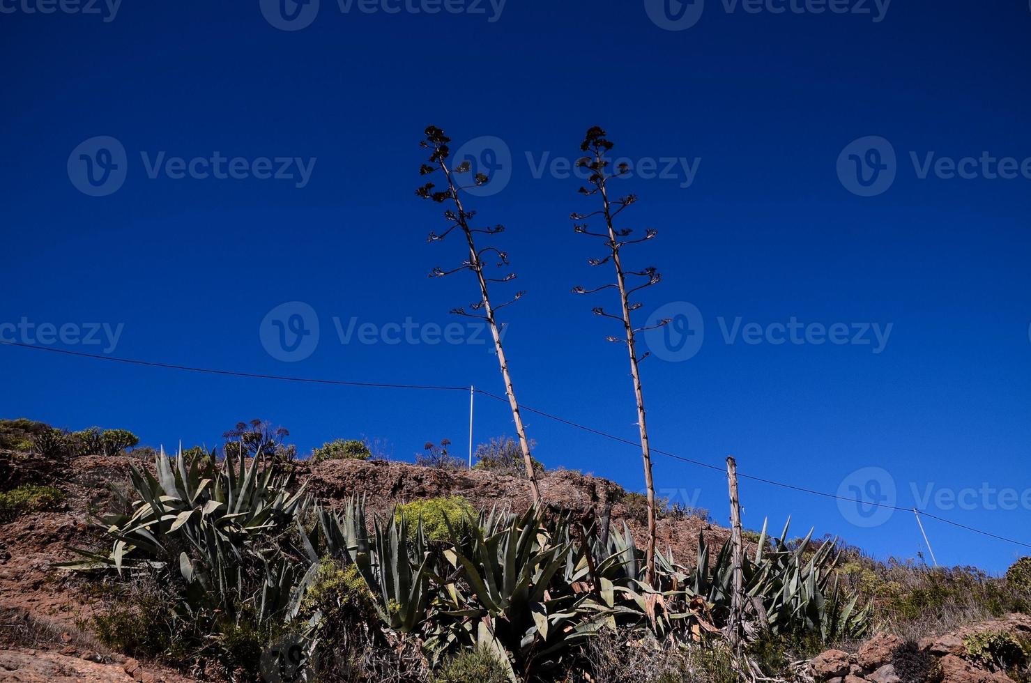 planta vida en el montañas foto