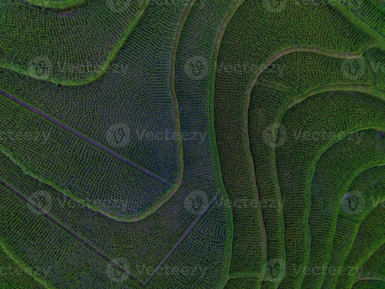 Aerial view of green rice terraces in Indonesia photo