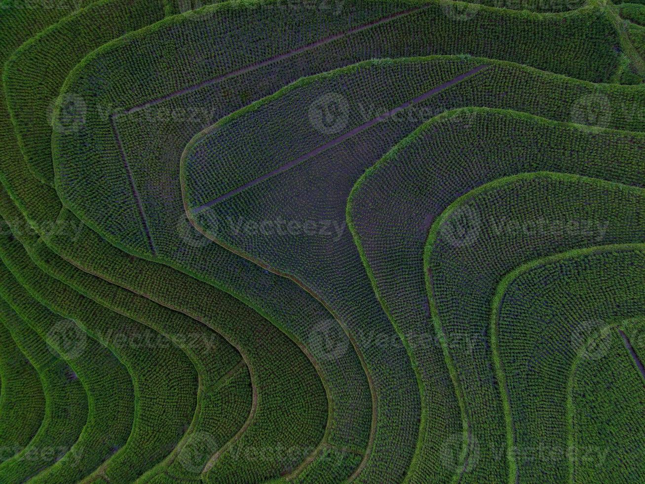 Aerial view of green rice terraces in Indonesia photo