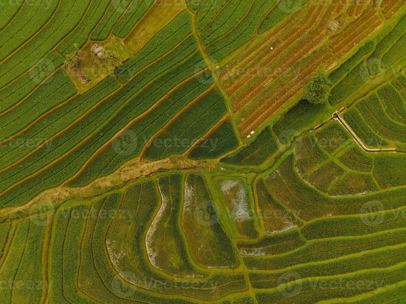 aéreo ver de verde arroz gradas en Indonesia foto