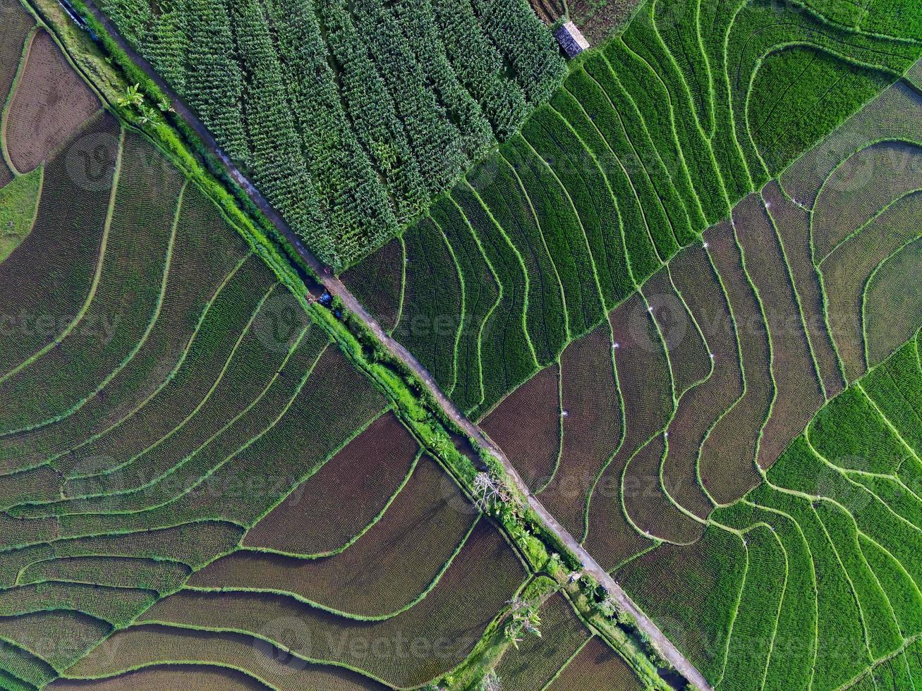 aéreo ver de verde arroz gradas en Indonesia foto