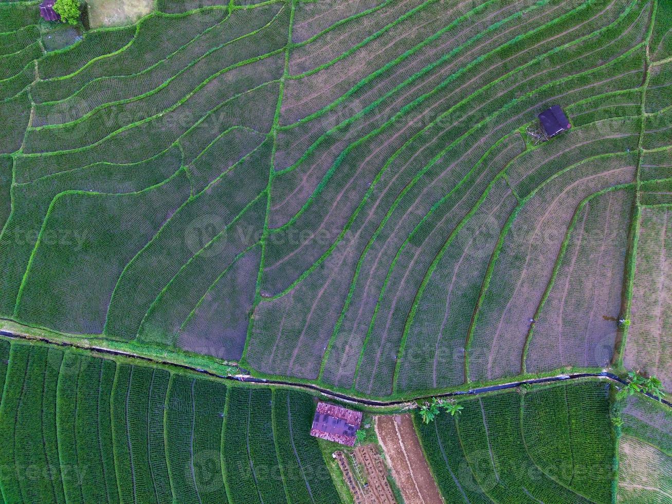 Aerial view of green rice terraces in Indonesia photo