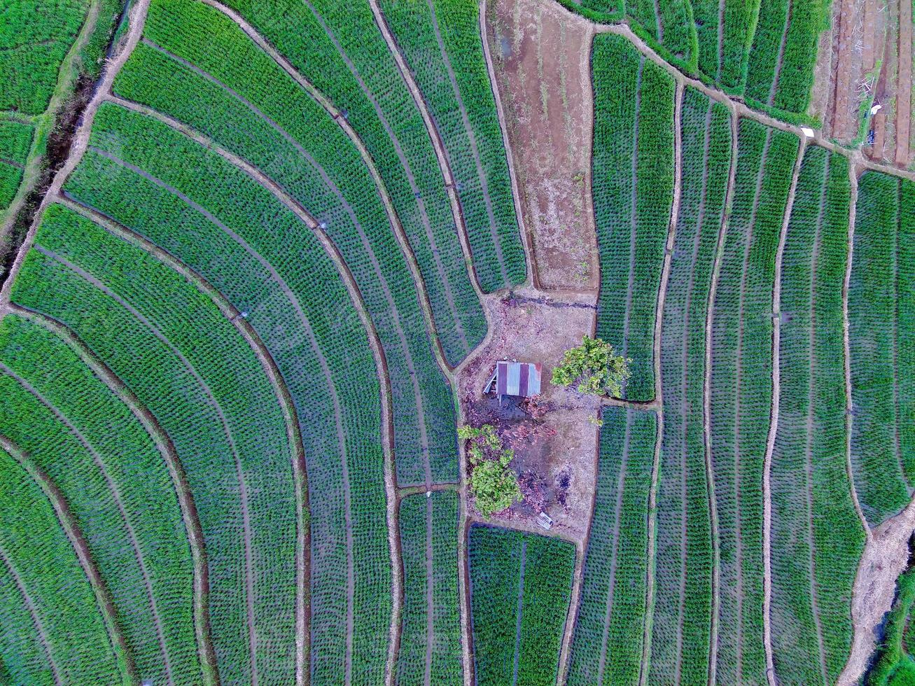 Aerial view of green rice terraces in Indonesia photo