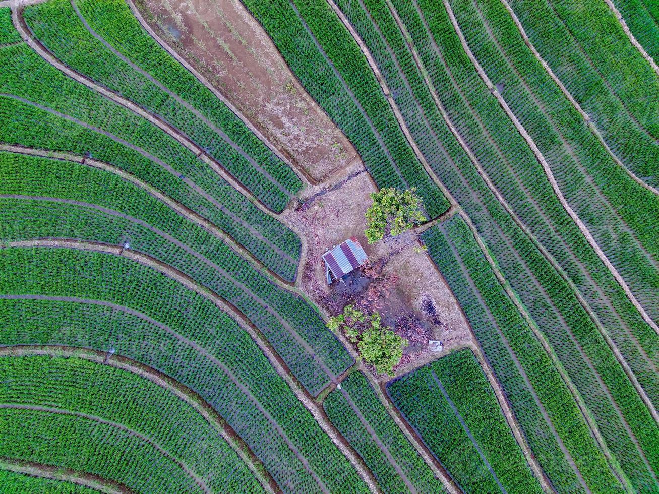 Aerial view of green rice terraces in Indonesia photo