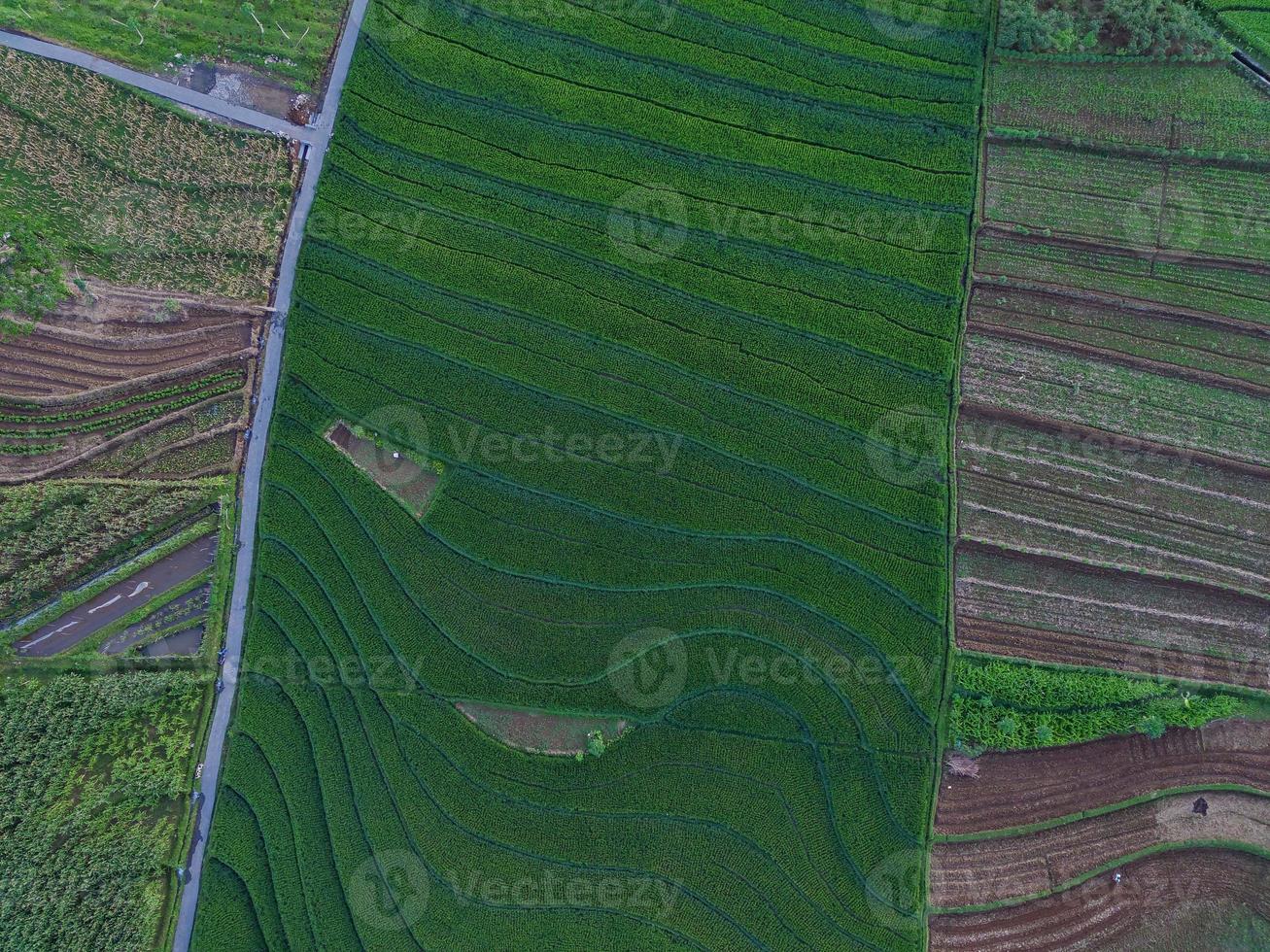 Aerial view of green rice terraces in Indonesia photo