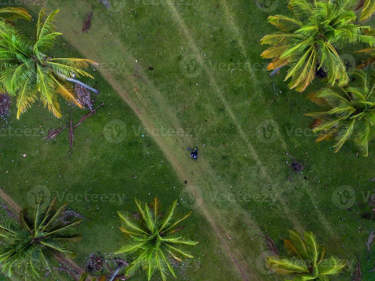 Aerial view of green rice terraces in Indonesia photo