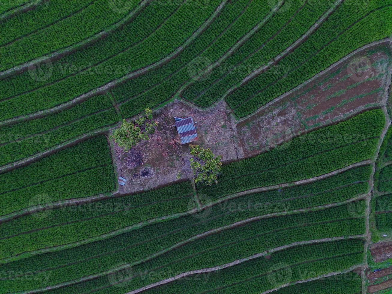 Aerial view of green rice terraces in Indonesia photo