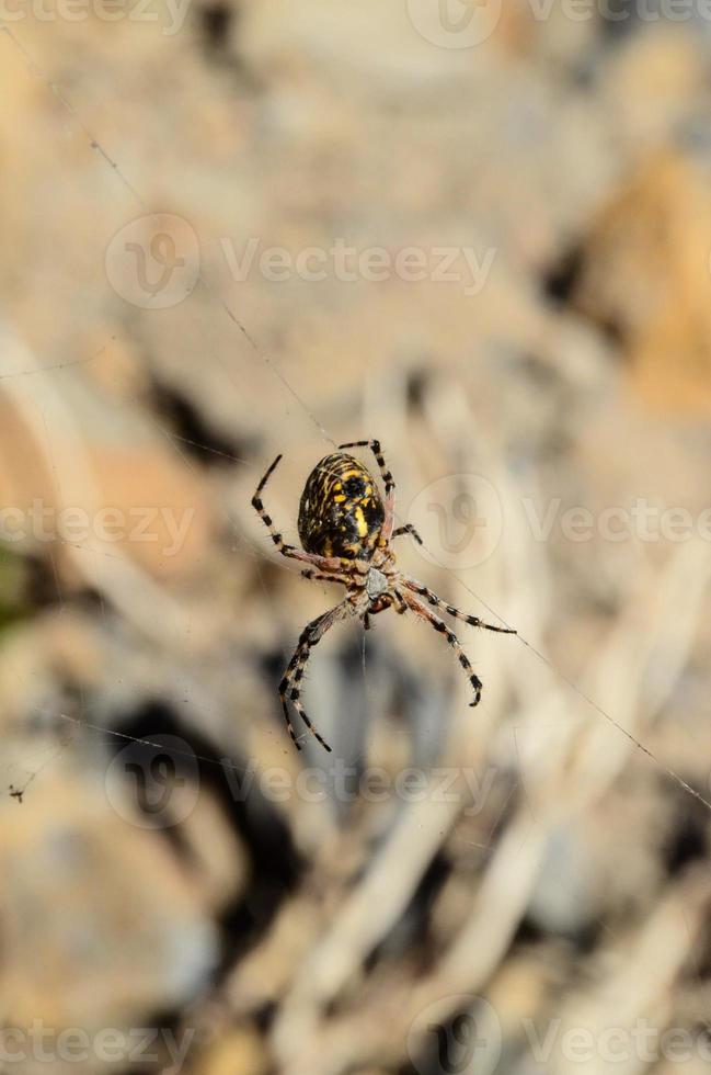 Spider in the web photo