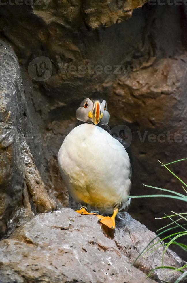 Puffin at the zoo photo