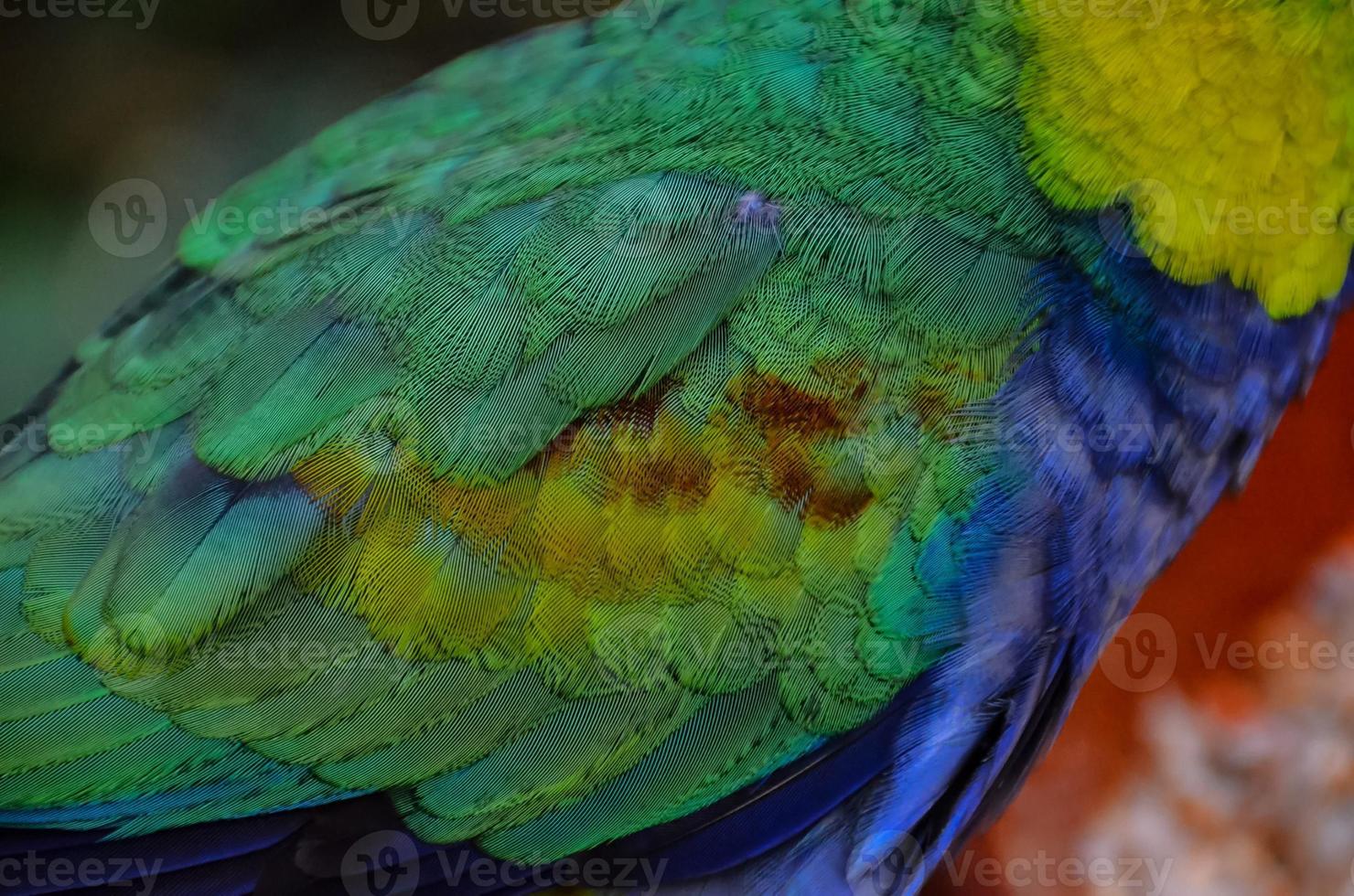 Colorful bird feathers photo