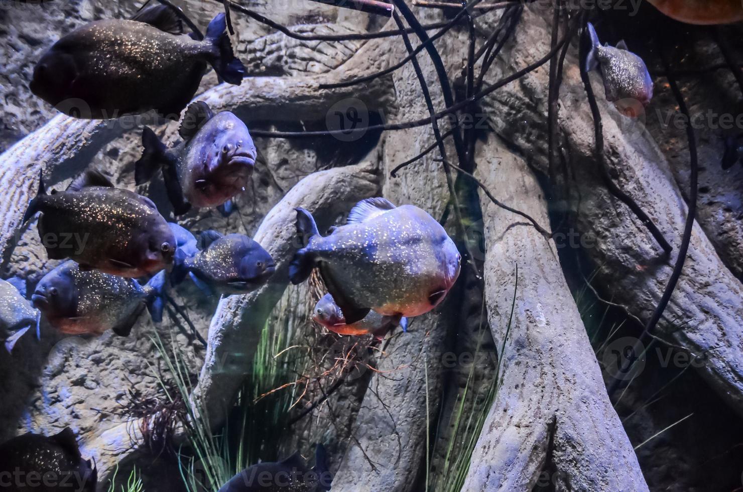 Piranhas in the aquarium photo