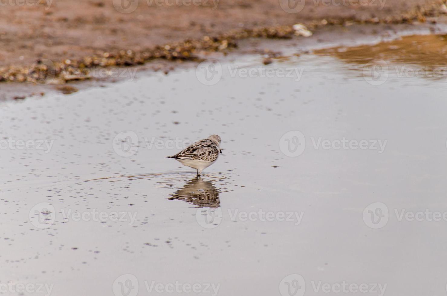 chorlito pájaro en el estanque foto