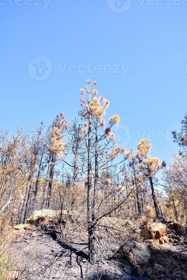 Scenic forest landscape photo