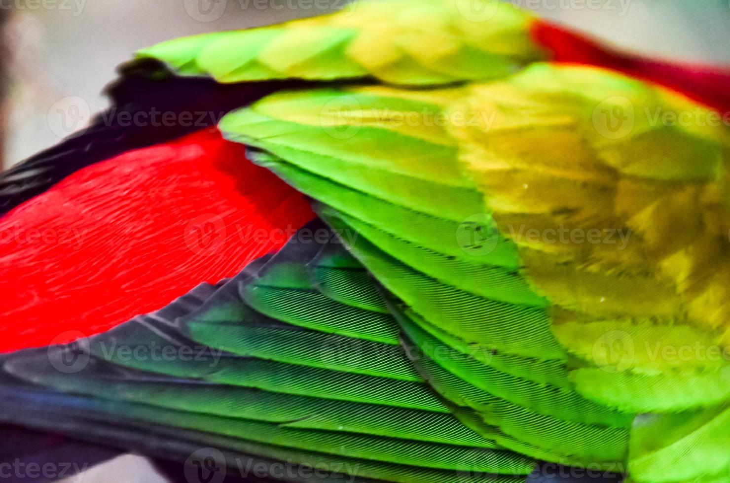 Colorful bird feathers photo