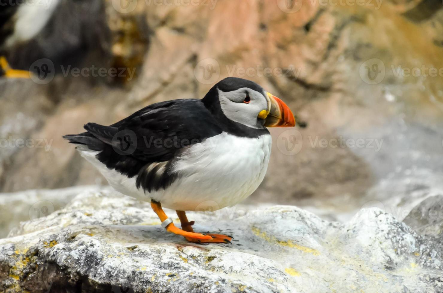 Puffin at the zoo photo