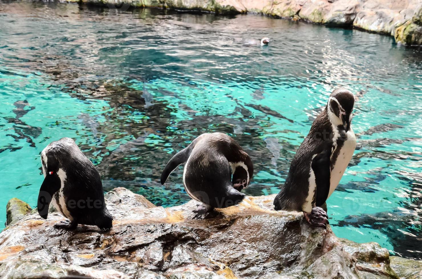 Penguins at the zoo photo