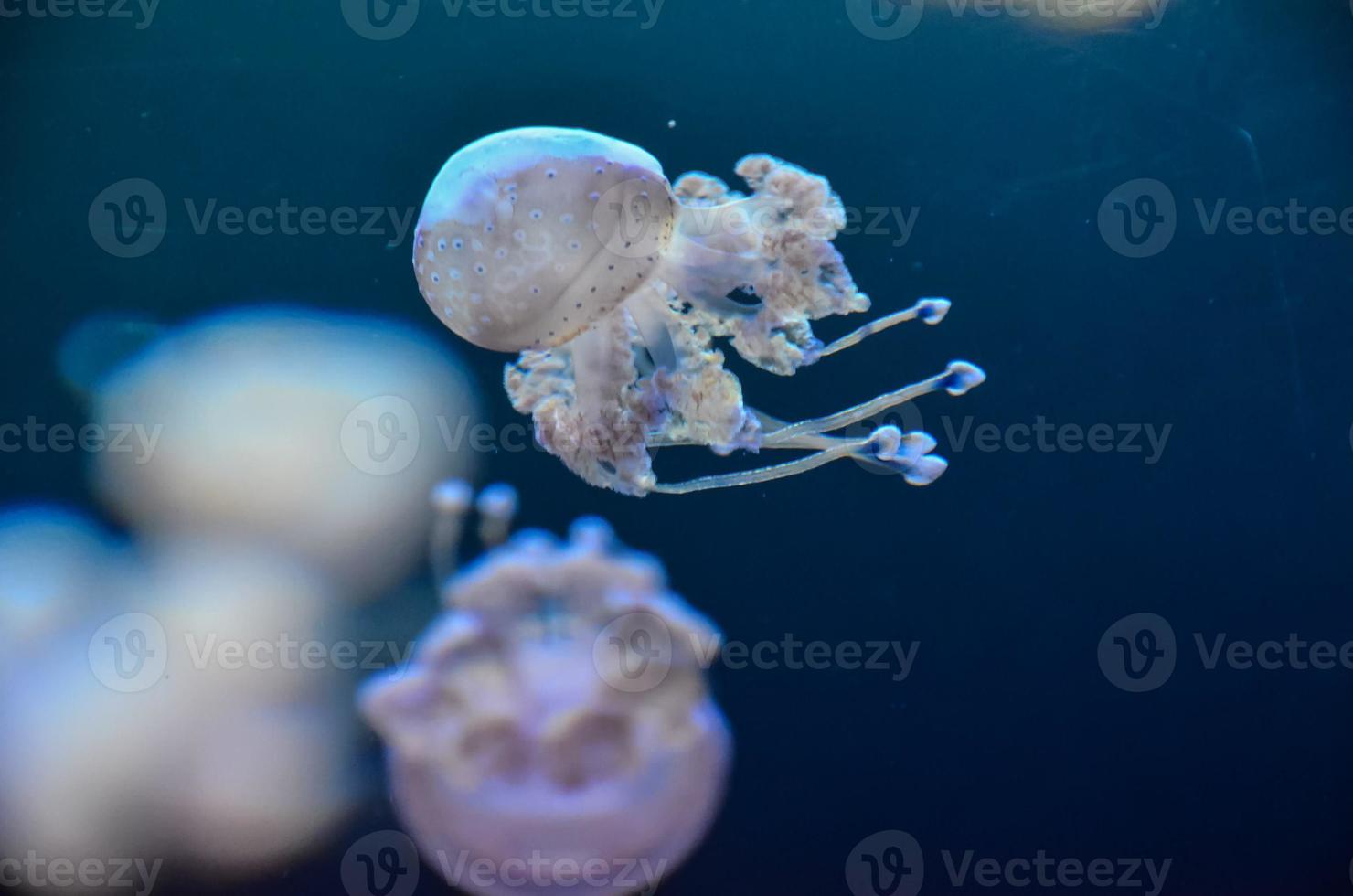 Jellyfish in the aquarium photo