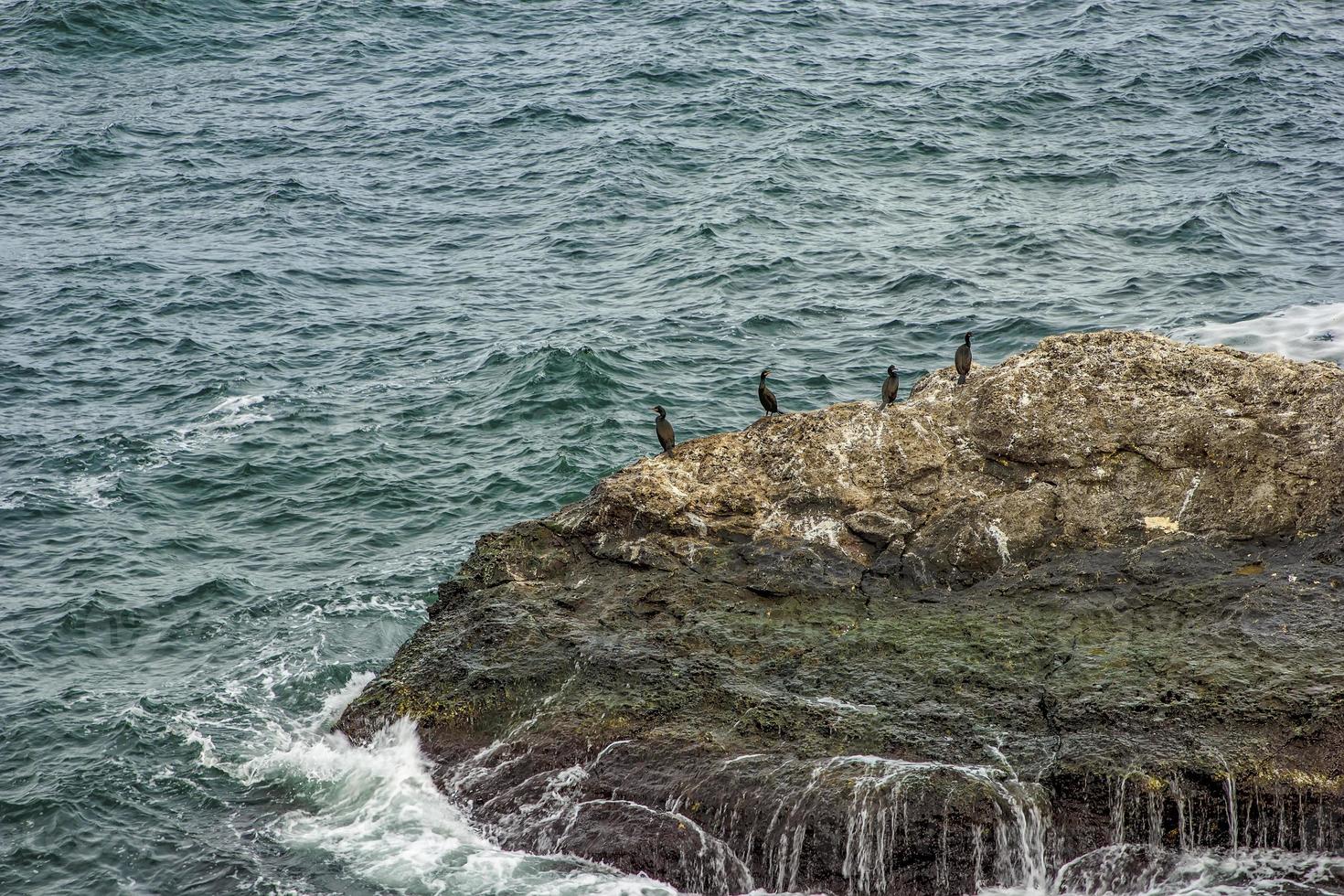 Coastal scenery with cormorants resting on the rocks on the Black Sea photo