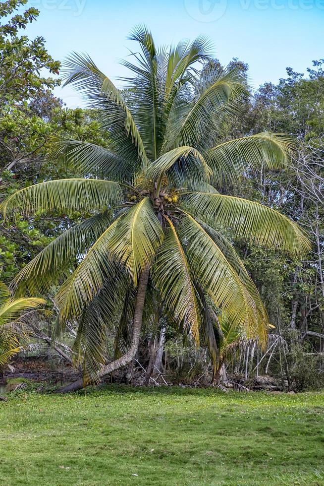 Coconut palm tree at a park in a tropical location. Vertical view photo