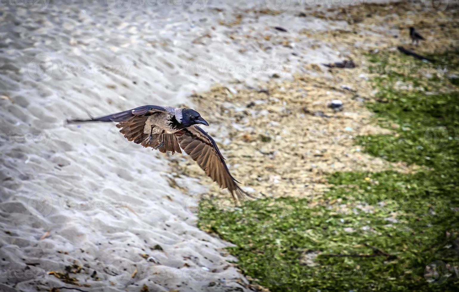 natural crow raven flying over the sand photo