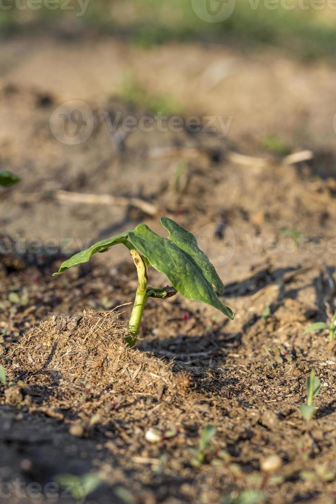 Beautiful nature, the young beans plant grow in the soil. close photo