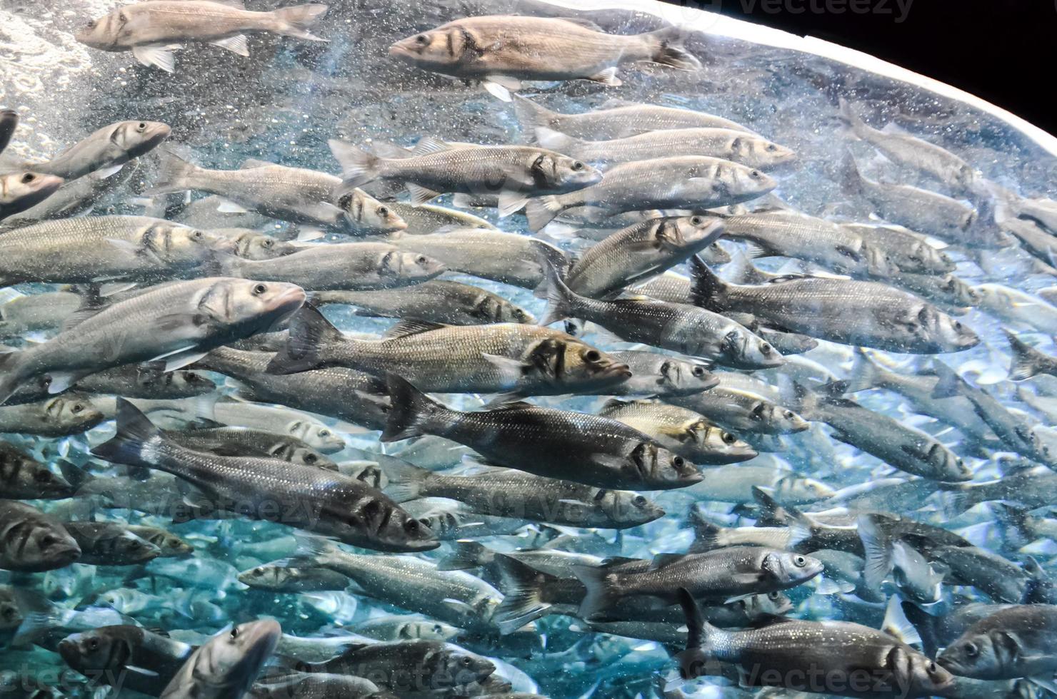 Fishes in the water photo
