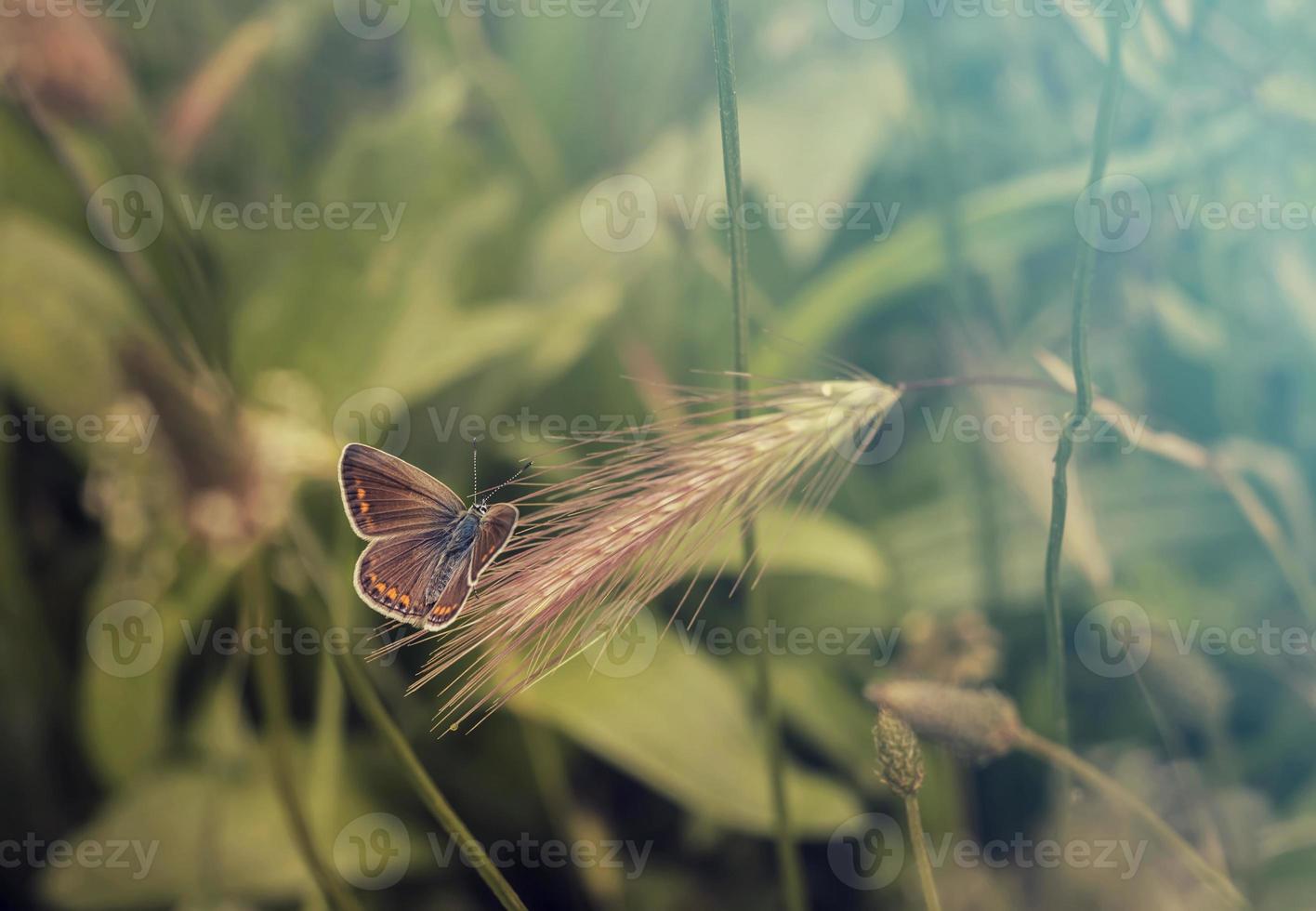 a beautiful butterfly perched on an green grass of a meadow. Art view photo