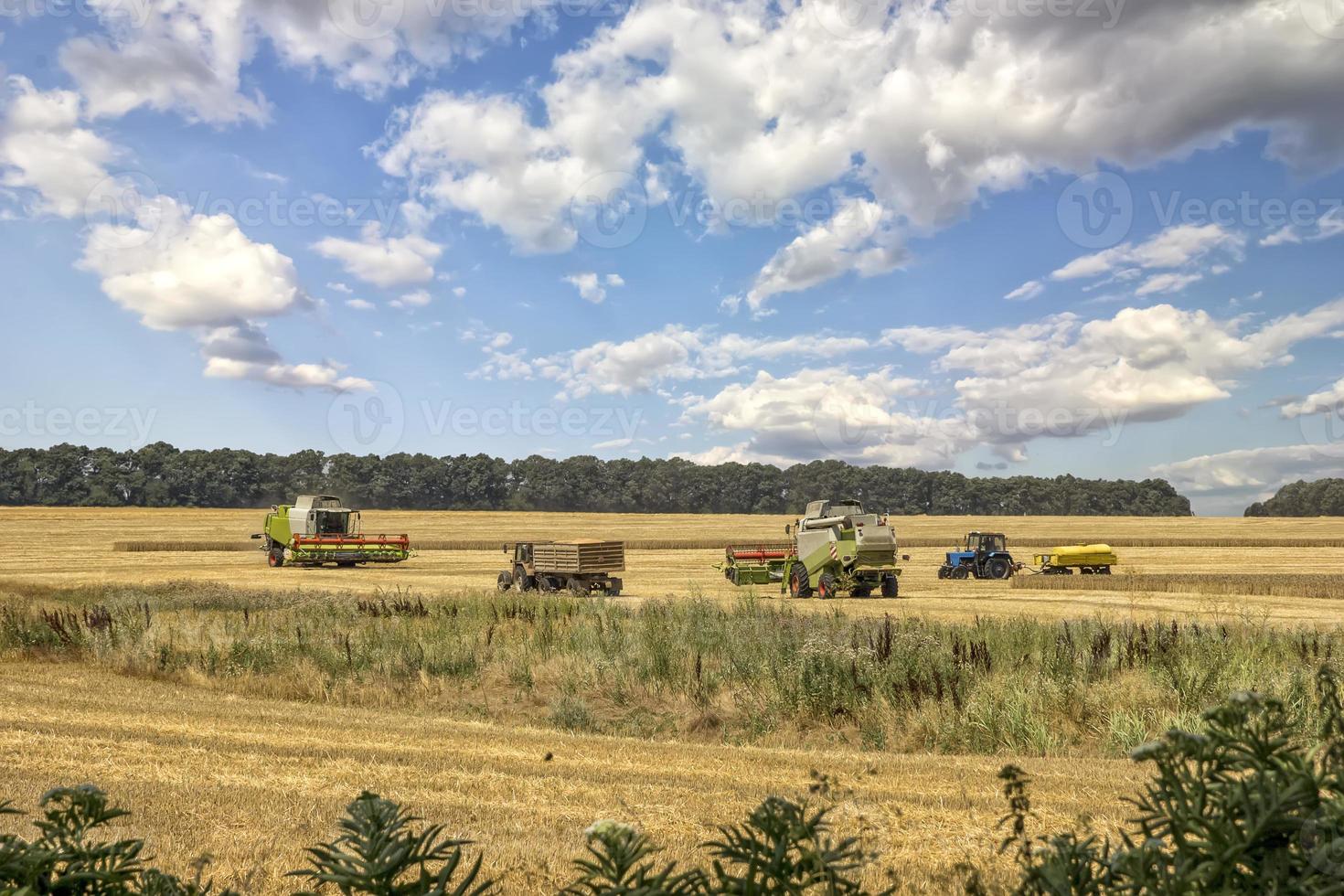 Harvesting of wheat. Combine harvesters agricultural machines collecting golden wheat on the field. photo