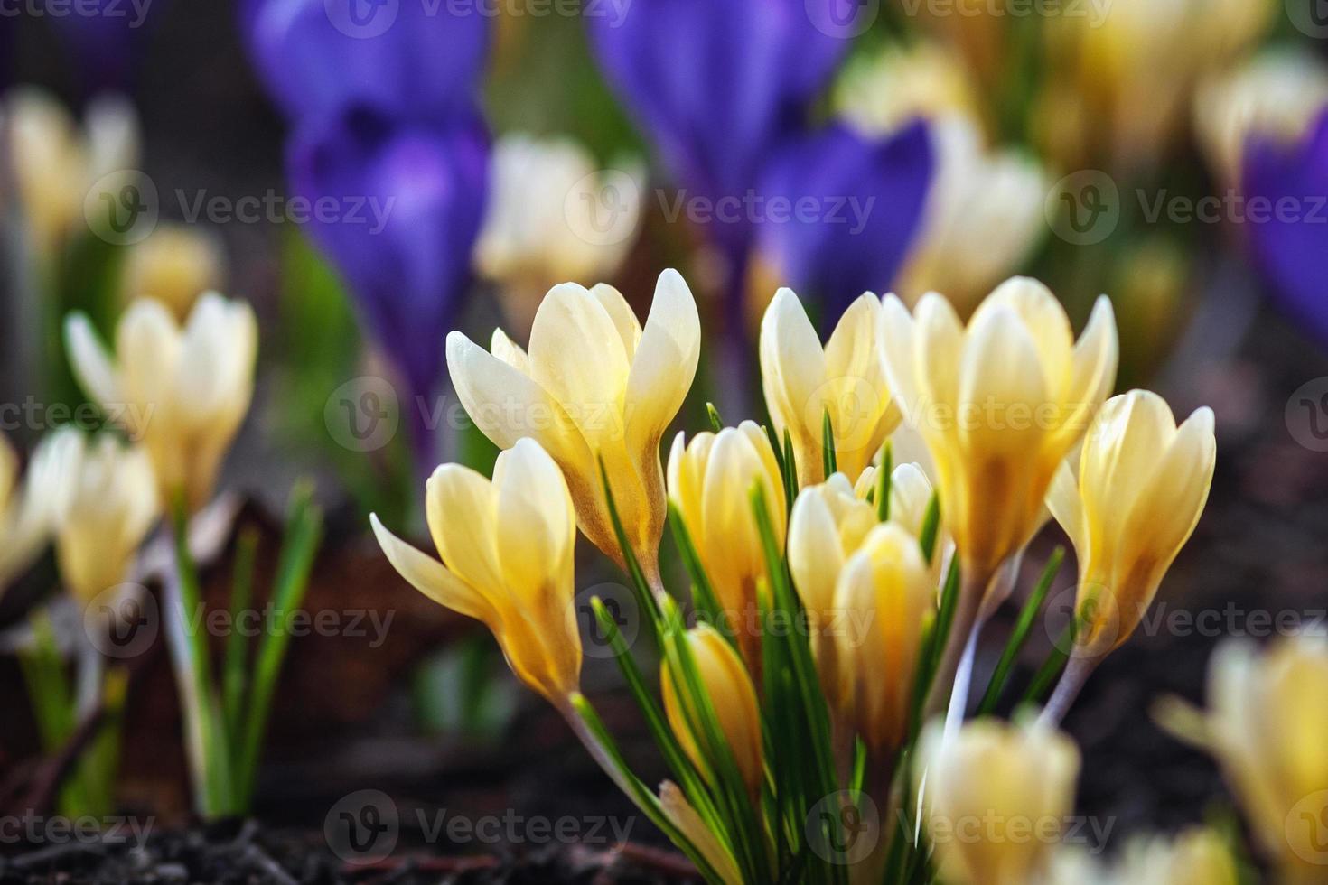 dorado azafrán, azafrán crisanto - amarillo y azul azafrán flores floreciente en temprano primavera foto