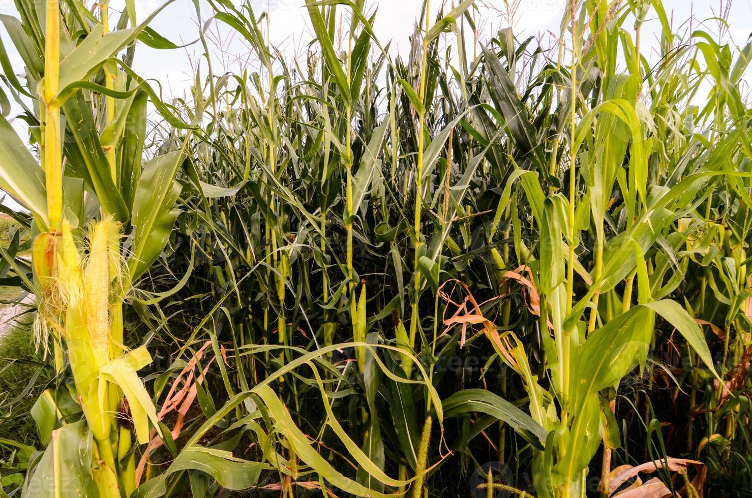 View of the field photo