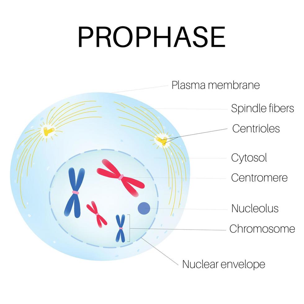 profase es el fase de el célula ciclo. vector