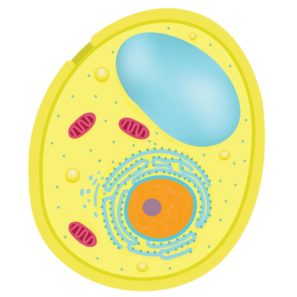 anatomía de levadura células. vector