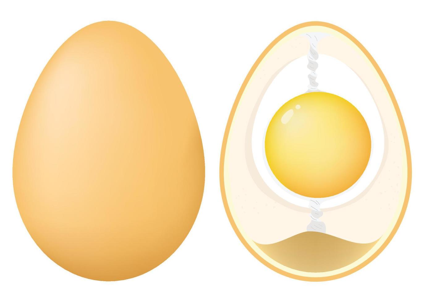 Anatomy of a Chicken Egg. vector